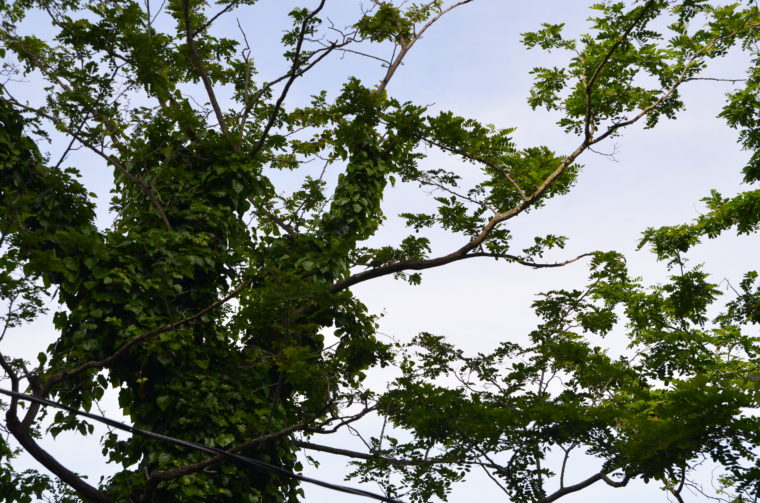 sf-faune-perroquets-hide-c-w-bound