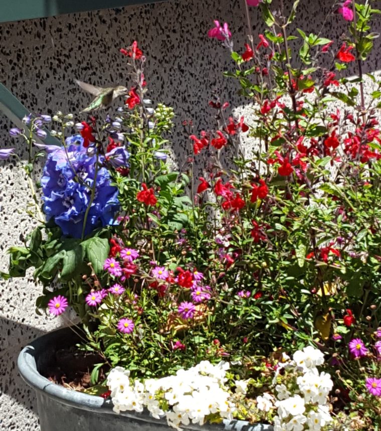 sf-embarcadero-hummingbird-c-w-bound