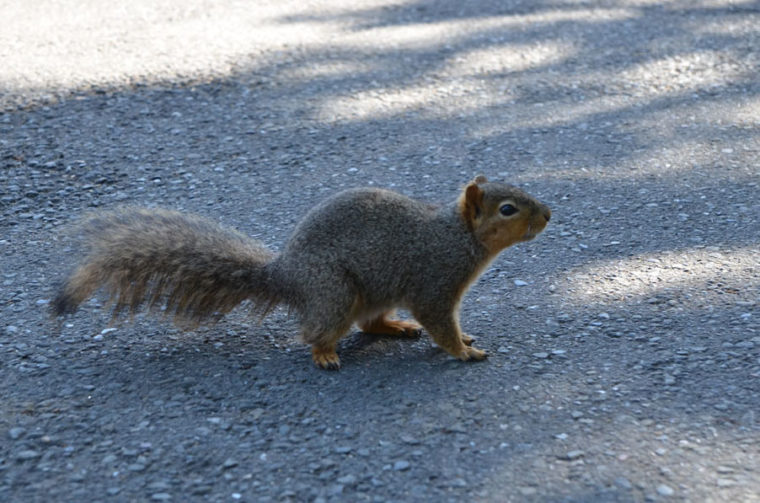 berkeley-university-squirrel-c-w-bound