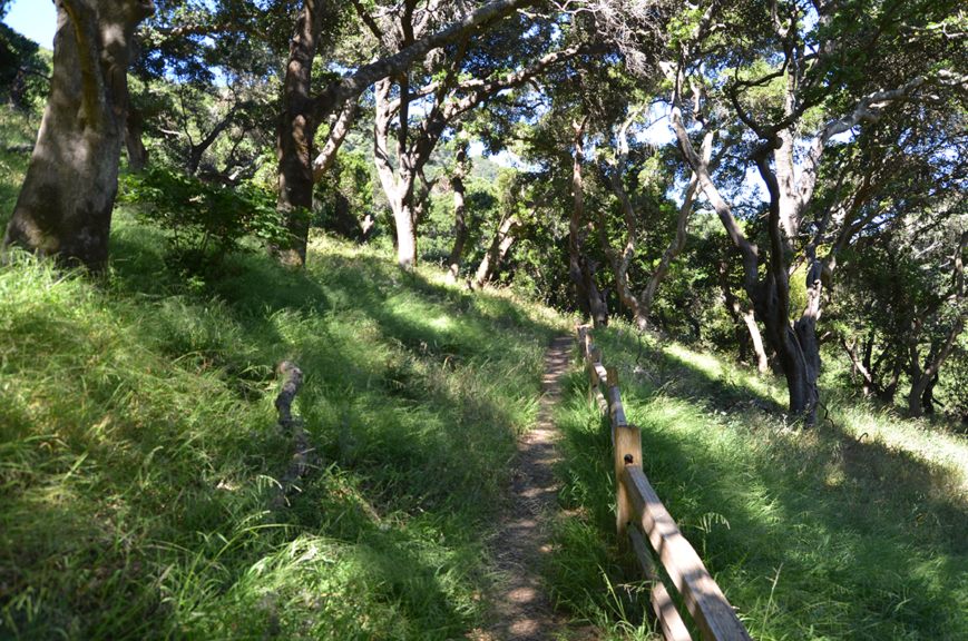 AI-sunset-trail-forest