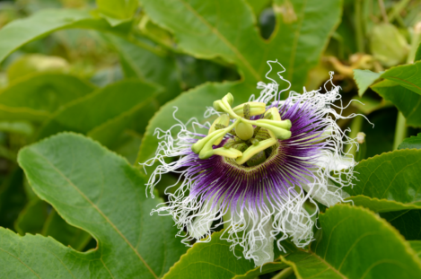 la-canals-flower-power