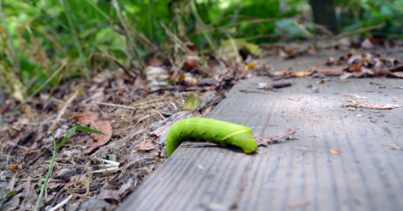 marin-rando-caterpillar