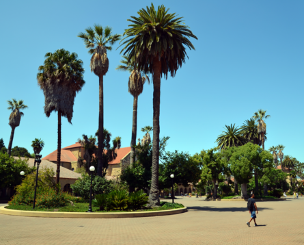 stanford-main-quad-palm-trees-fred