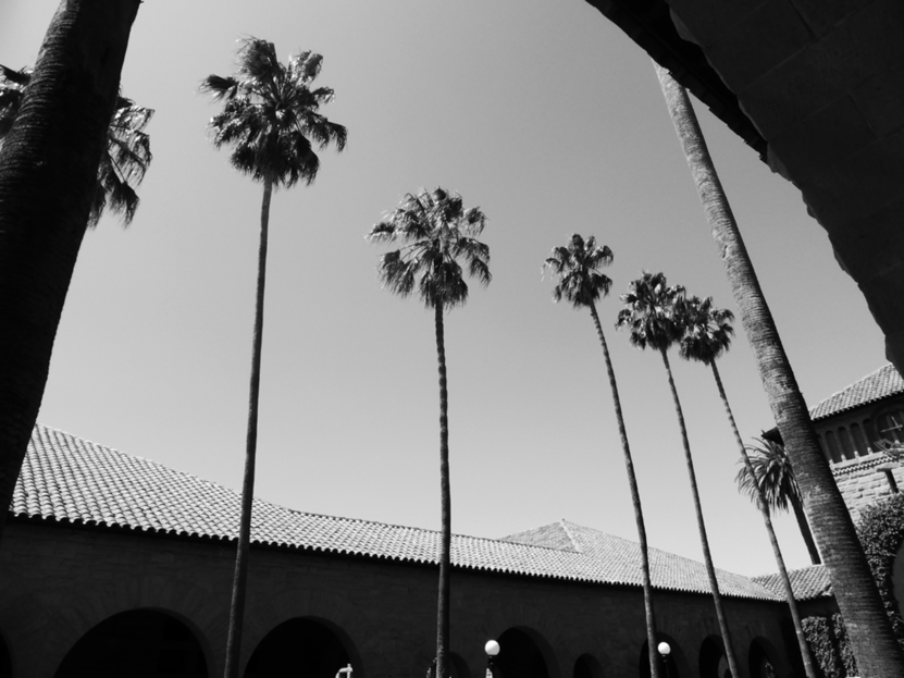 stanford-nb-palm-trees-roof