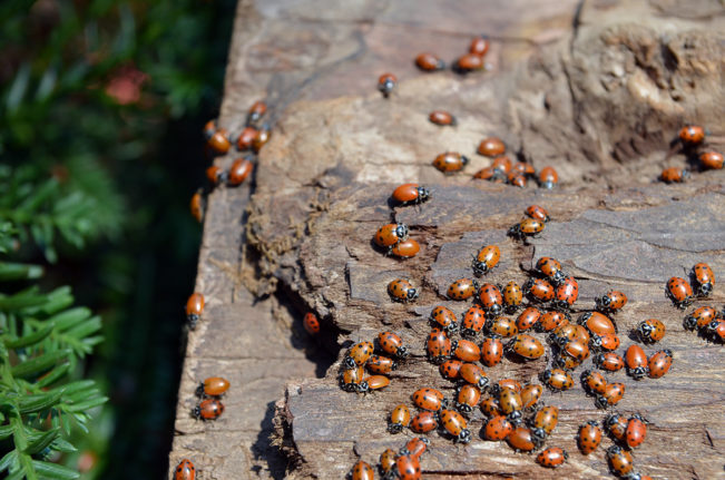 mw-trunk-bugs-close-up