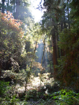 mw-light-small-trees-2