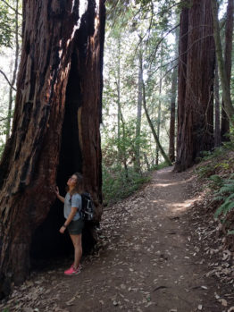 mw-trunk-hole-pauline