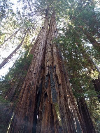 mw-look-up-trunk-high