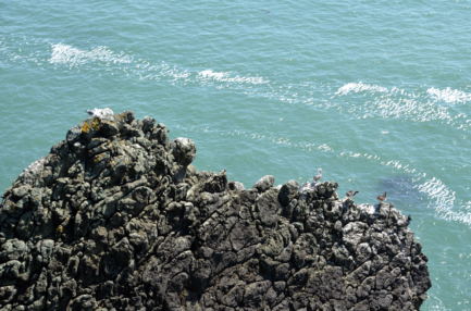 bonita-rodeo-lighthouse-rocks-birds