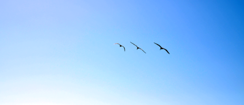 bonita-rodeo-tennessee-point-pelican-zoom