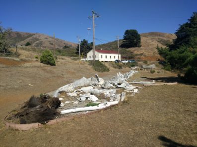 bonita-rodeo-fort-cronkhite-whale