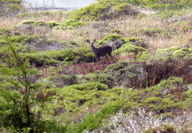 bonita-rodeo-dear-c-w-bound