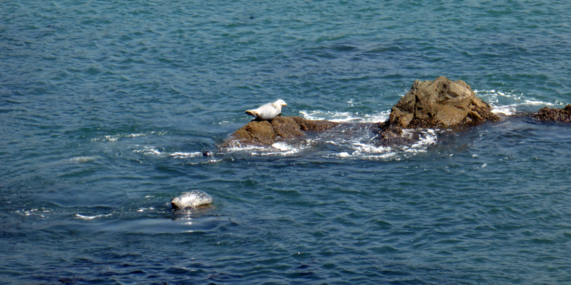 bonita-rodeo-seals-3