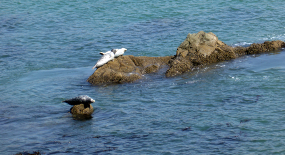 bonita-rodeo-seals-2