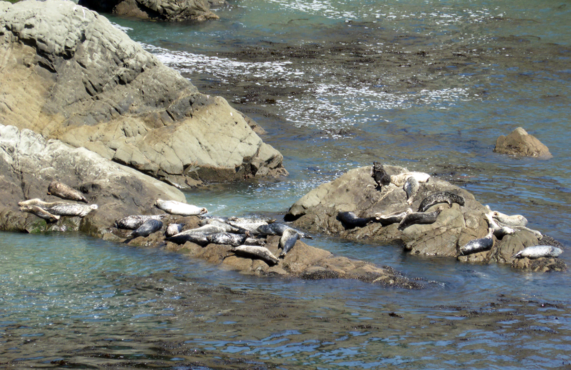 bonita-rodeo-seals-1