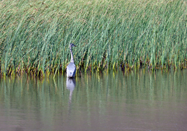 bonita-rodeo-lagon-heron