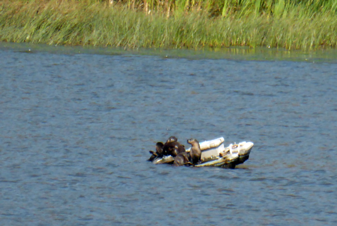 bonita-rodeo-lagon-loutre