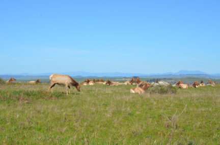 point-reyes-tomales-point-wapiti-herd