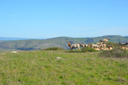 point-reyes-tomales-point-wapiti-herd