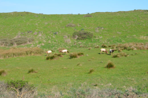 point-reyes-tomales-point-wapiti-male