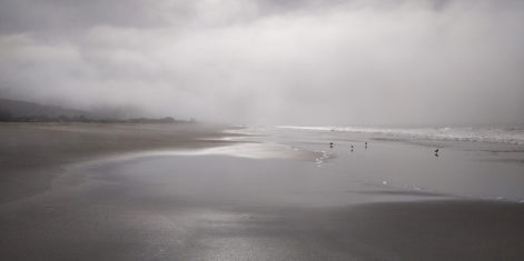 PC-limantour-beach-birds