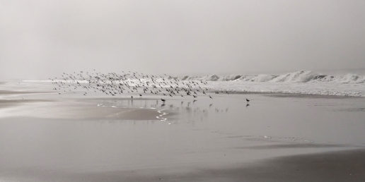 PC-limantour-beach-birds