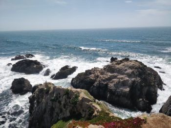 PC-bodega-head-birds