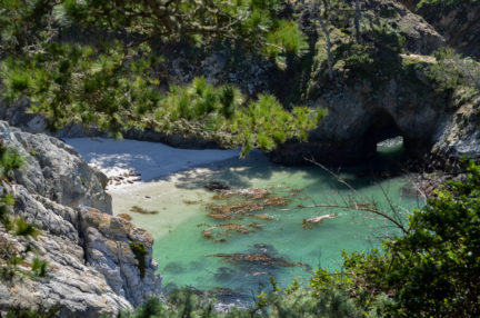 Point-Lobos-seals-cove