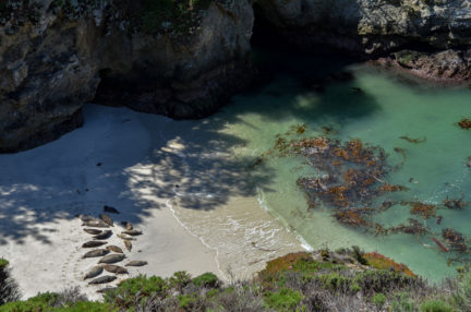 Point-Lobos-seals-cove-zoom