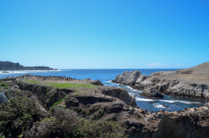 Point-Lobos-bird-island