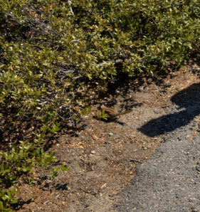 Yosemite-glacier-point-beast